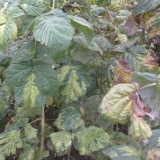 Mozaik od malina: mjere kontrole, kako i šta liječiti